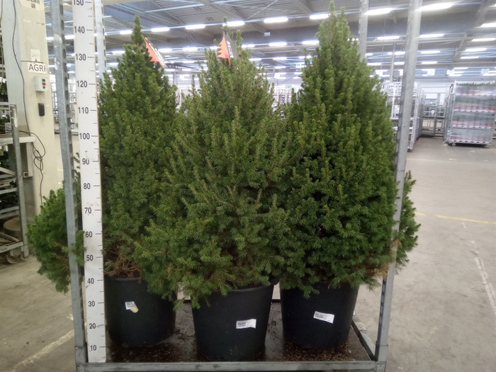 <h4>Picea glauca 'Conica'</h4>