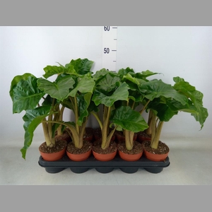 Alocasia  'Low Rider'