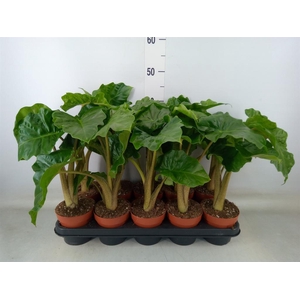 Alocasia  'Low Rider'