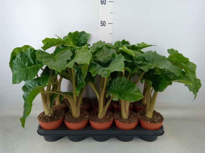 <h4>Alocasia  'Low Rider'</h4>