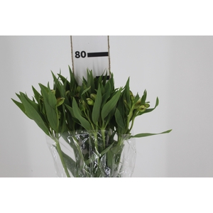 ALSTROEMERIA WHITNEY 080 CM