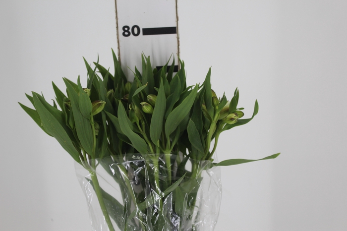 <h4>ALSTROEMERIA WHITNEY 080 CM</h4>