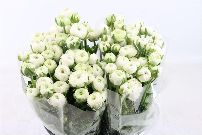 <h4>Ran Amandine White</h4>