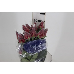 ROSA LOVELY RED 050 CM