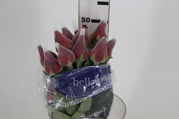 <h4>ROSA LOVELY RED 050 CM</h4>