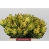 Leucadendron Goldstrike