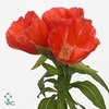 CLARKIA AM GR SALMON
