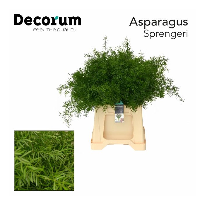 <h4>ASP DENS SPRENGERI</h4>