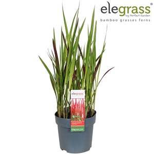 Imperata cylindrica 'Red Baron' P14