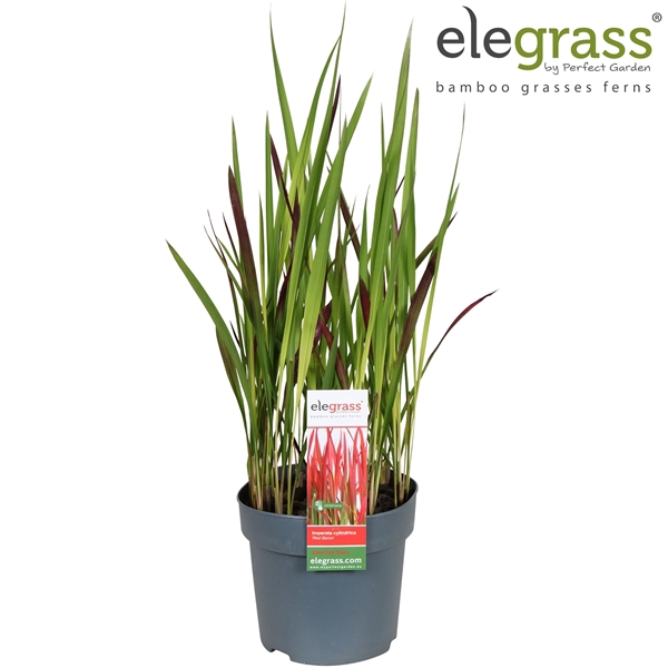 <h4>Imperata cylindrica 'Red Baron' P14</h4>