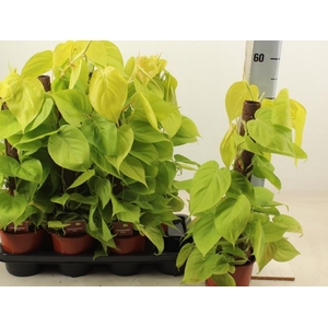 Scindapsus Lime 14Ø 40cm