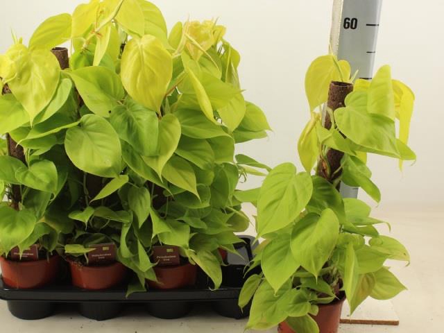 Scindapsus Lime 14Ø 40cm