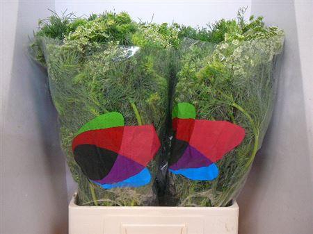 <h4>Ammi Visnaga</h4>