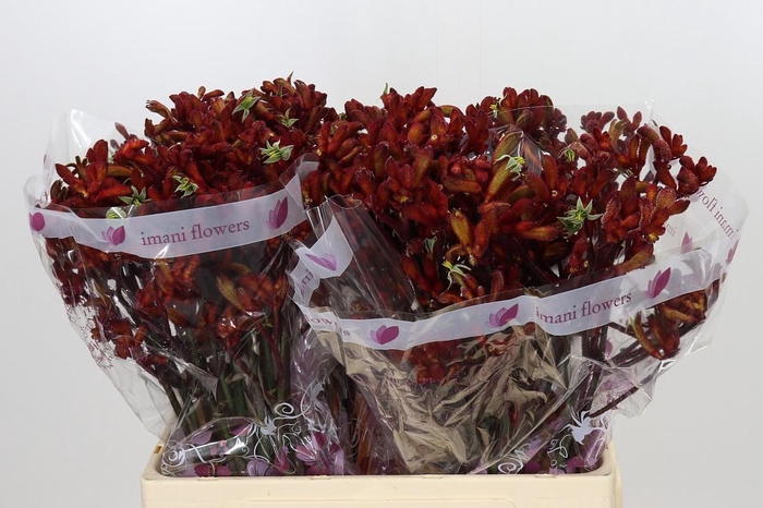 <h4>Anigozanthos Early Spring</h4>
