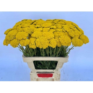 Achillea F Park Variety CA Kralt