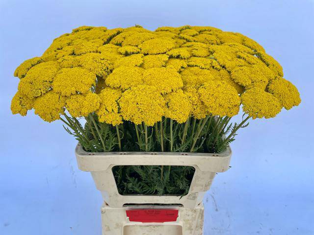 <h4>Achillea F Park Variety CA Kralt</h4>