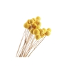 Craspedia Yellow