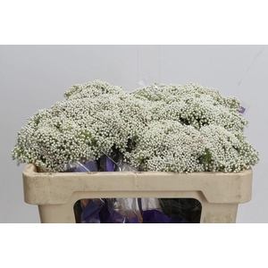 Ozothamnus  'Cooks Snow White'