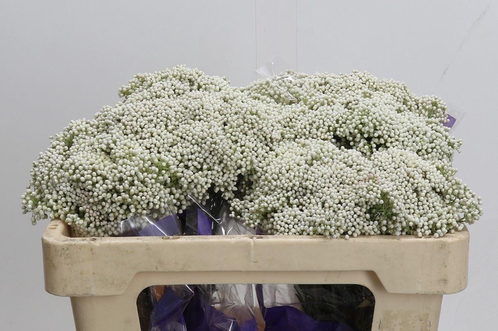 <h4>Ozothamnus  'Cooks Snow White'</h4>