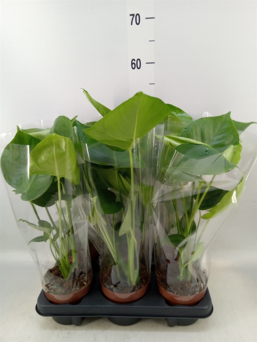 <h4>Monstera   ...</h4>