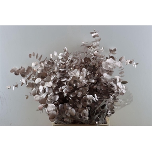 Euca Cinerea Champagne P Bunch