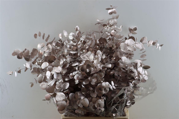 <h4>Euca Cinerea Champagne P Bunch</h4>