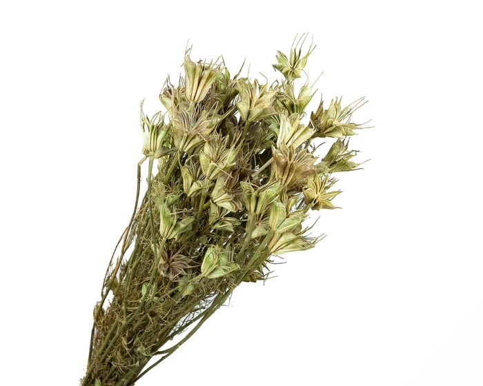 <h4>Nigella Orientalis Green</h4>