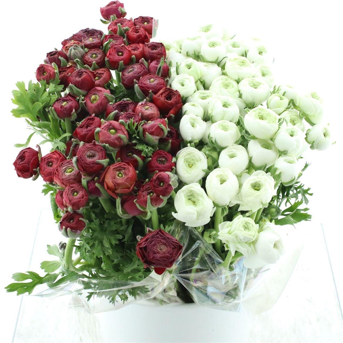 <h4>Ran El Red/white</h4>