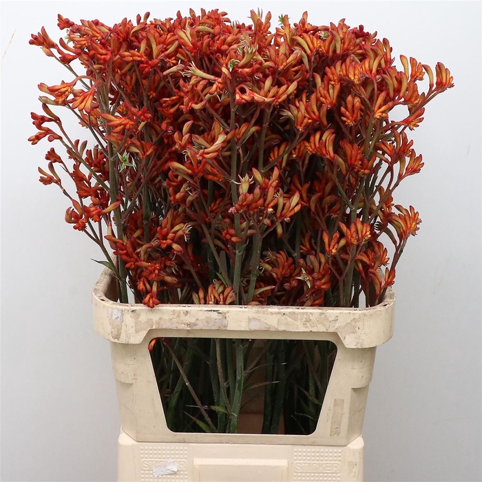<h4>Anigoz Amazon Orange</h4>