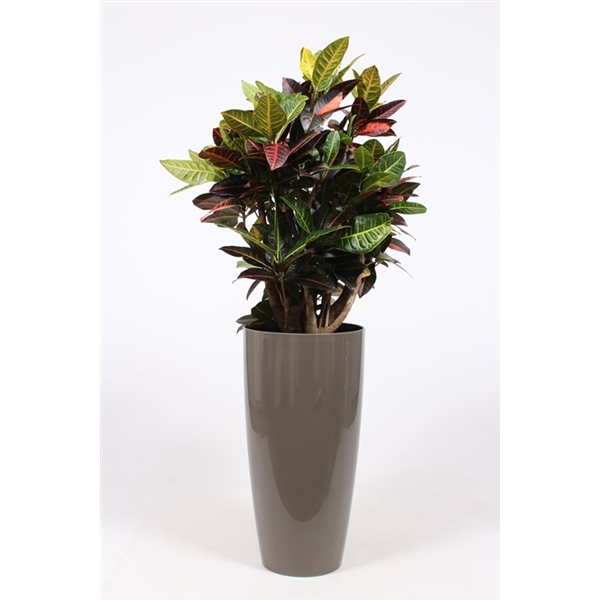 <h4>Codiaeum Petra (Croton) in Santorini pot "taupe"</h4>