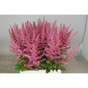 Astilbe Loud And Proud