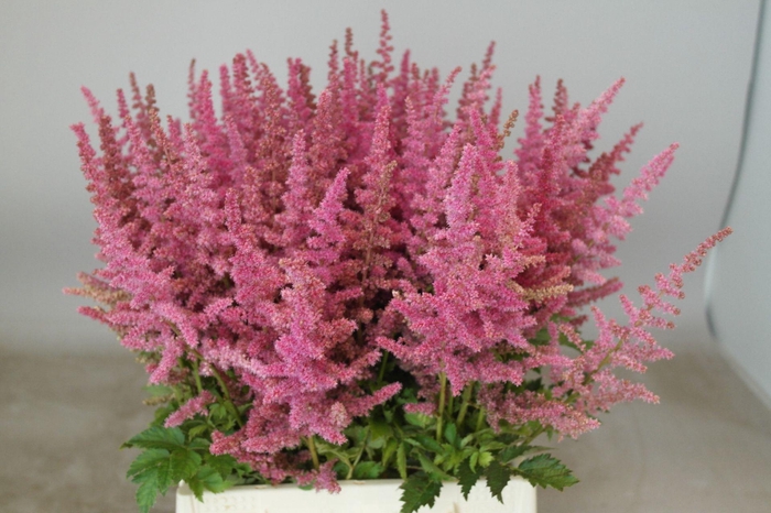 <h4>Astilbe Loud And Proud</h4>