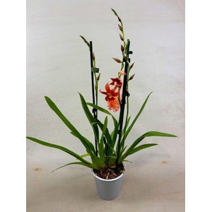 Cambria Nelly Orange 2tak