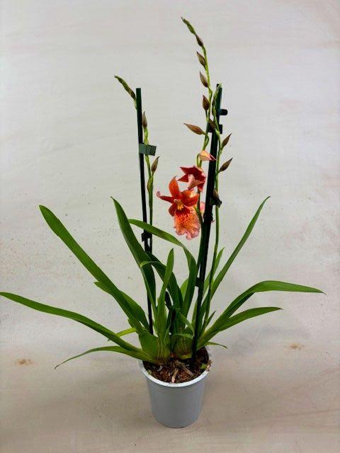 <h4>Cambria Nelly Orange 2tak</h4>