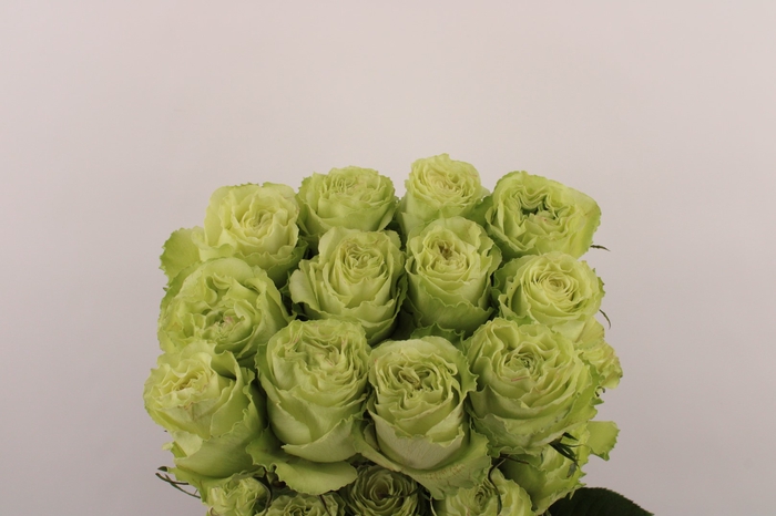 <h4>R Gr Lemonade</h4>