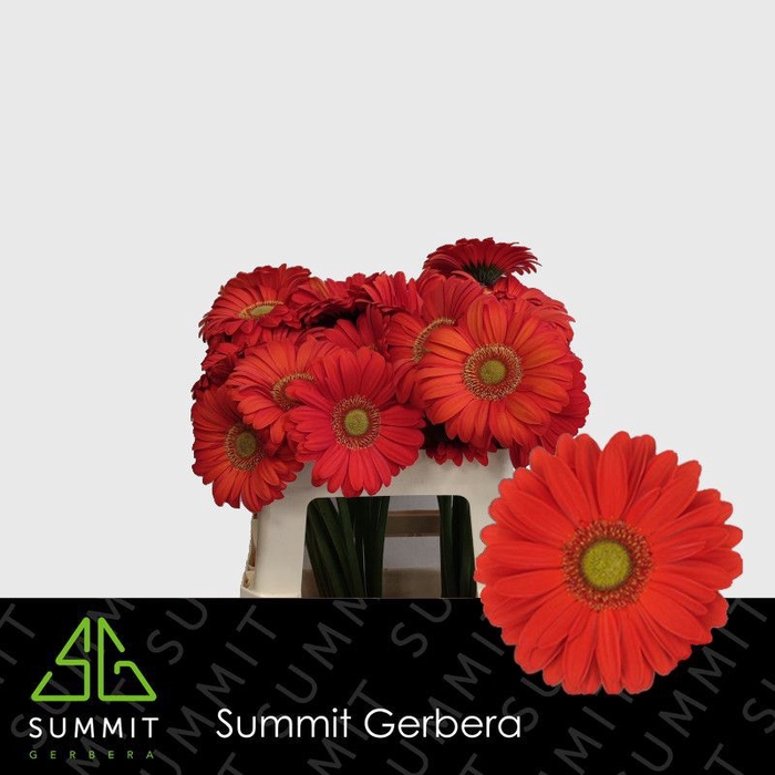 <h4>Gerbera Tangerine Lang Gelijk 56cm Water x40</h4>