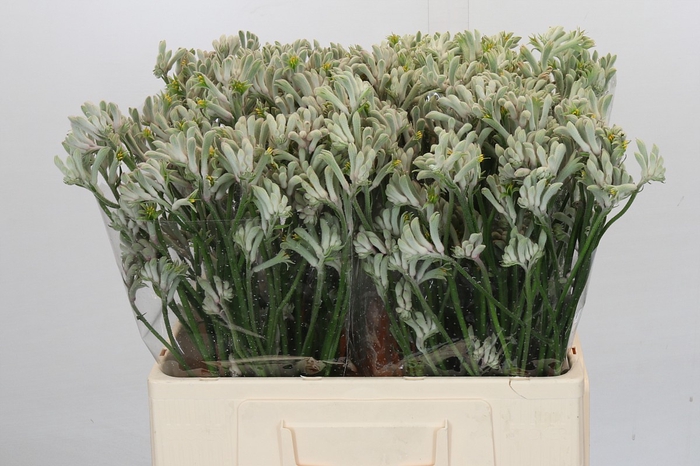 <h4>Anigozanthos Cape Gray Moss</h4>