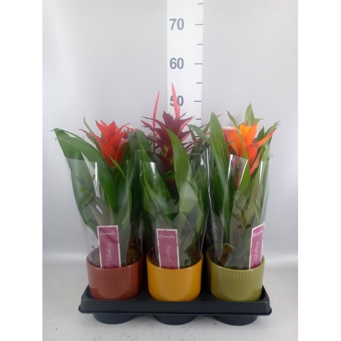 <h4>Bromelia ...mix</h4>