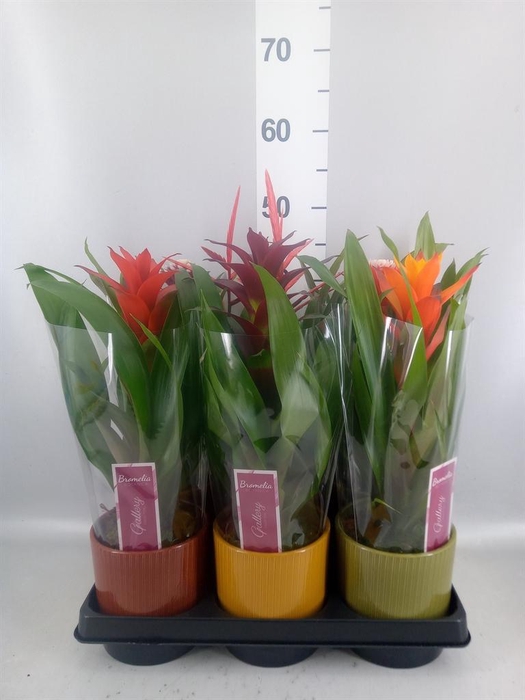 Bromelia   ...mix
