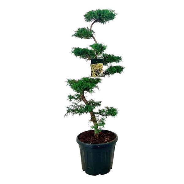 <h4>Juniperus pfitzeriana</h4>