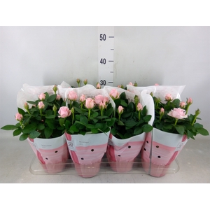 Rosa  'Amorosa Infinity Soft Pink'