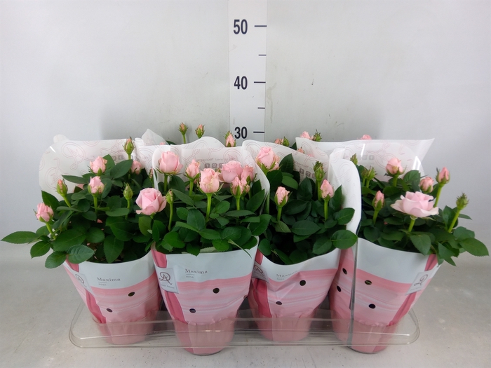 <h4>Rosa  'Amorosa Infinity Soft Pink'</h4>