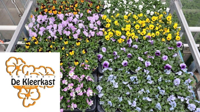 <h4>VIO CO MIXK</h4>