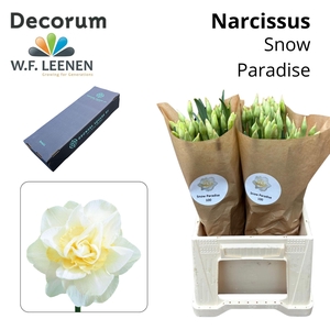 Narcissus Snow Paradise Small Box 100
