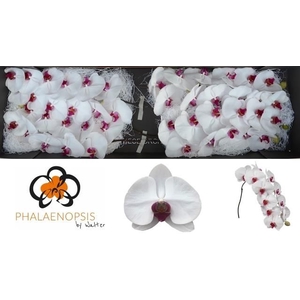 PHAL RED LIPS