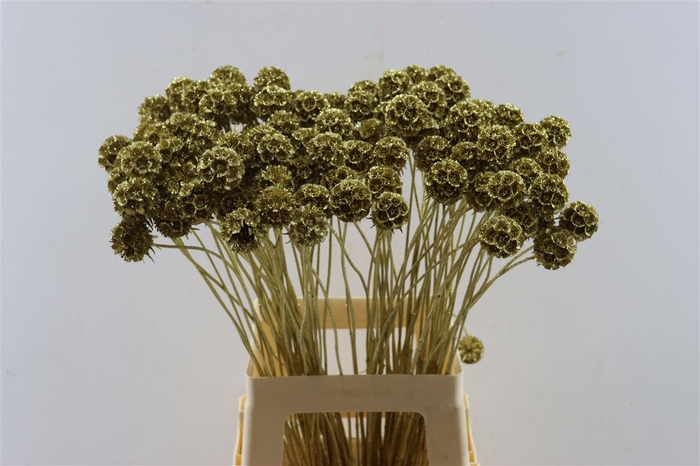 <h4>Scabiosa Goud + Glitter</h4>