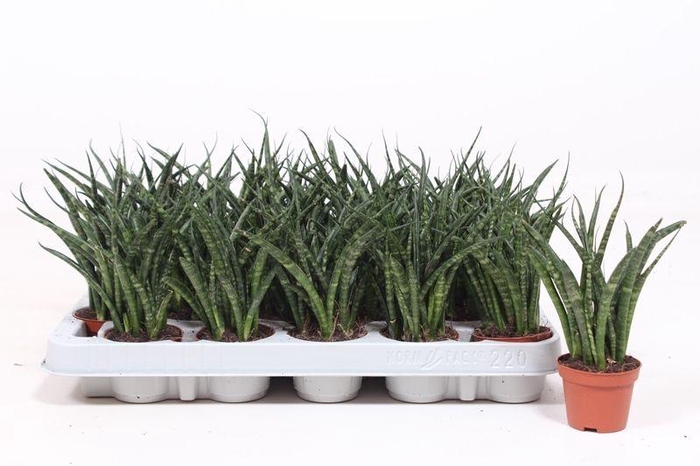 <h4>Sansevieria Fernwood Punk</h4>