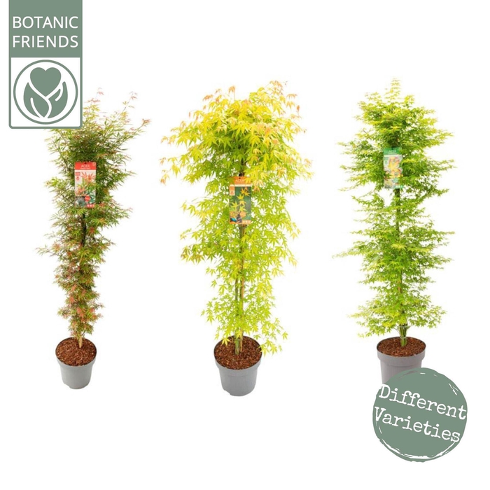 <h4>Acer palmatum</h4>