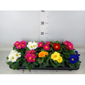 Primula ac.   ...mix