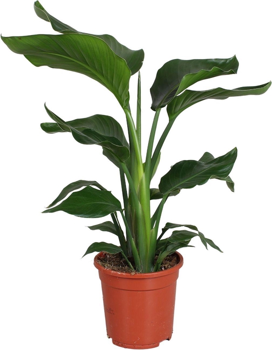 <h4>Strelitzia nicolai 2 stek 70-80cm</h4>